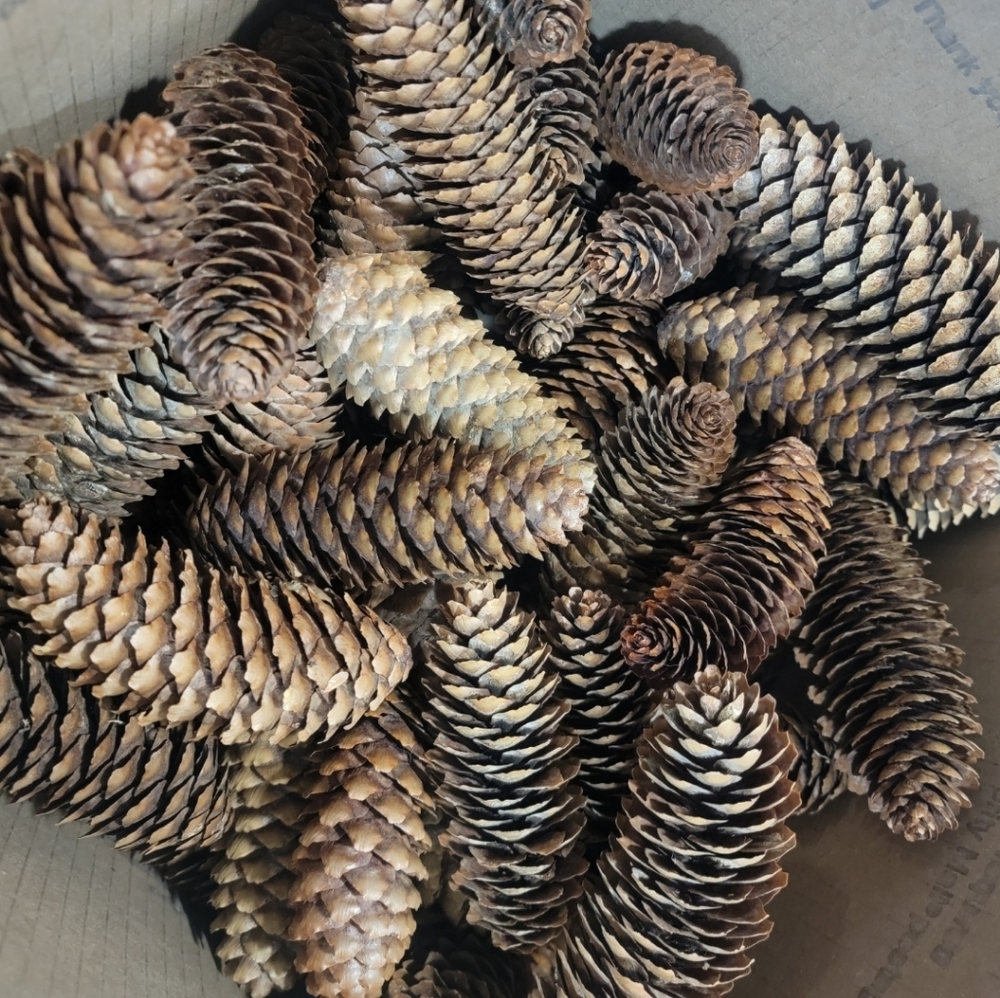 Pine Cones Norway Spruce Lot Of 68 4.5"-6" Crafts Hand Picked Natural Bug Free